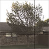 mirrored glass
